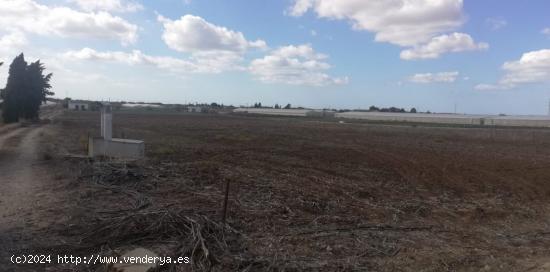 FINCA RUSTICA PARA SIEMBRA - CADIZ