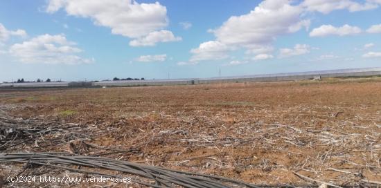 FINCA RUSTICA PARA SIEMBRA - CADIZ