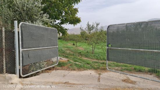 FINCA ECOLÓGICA A UNOS MINUTOS DEL PTS - GRANADA