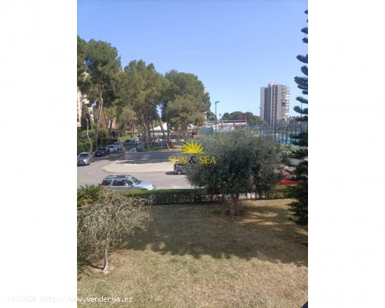 Estudio en alquiler en Orihuela (Alicante)