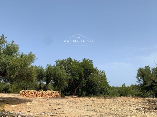 Finca en venta en El Perelló (Tarragona)