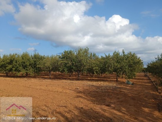 Parcela en Venta en Torreblanca Castellón