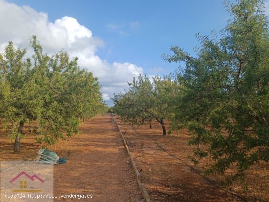 Parcela en Venta en Torreblanca Castellón