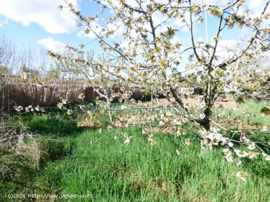 FINCA RÚSTICA DE 2.200 M2 CON AGUA DE ACEQUIA ILIMITADA, ZONA AGRÍCOLA Y BOSCOSA EN VENTA EN MANRE