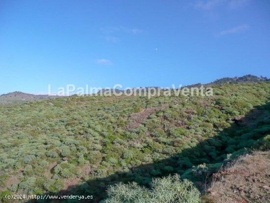 Suelo rústico en Venta en Tricias, Las Santa Cruz de Tenerife