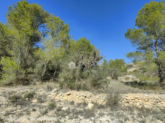 VENTA DE TERRENO CON CUEVA EN LA ROMANA - ALICANTE