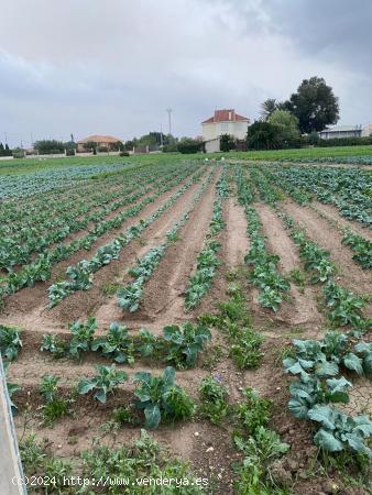  PARCELA RUSTICA CON LUZ Y AGUA EN SANTA CRUZ MURCIA - MURCIA 