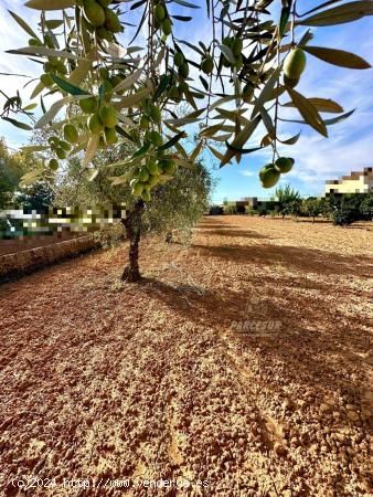 PRECIOSA PARCELA EN ZONA VILLARRUBIA - CORDOBA