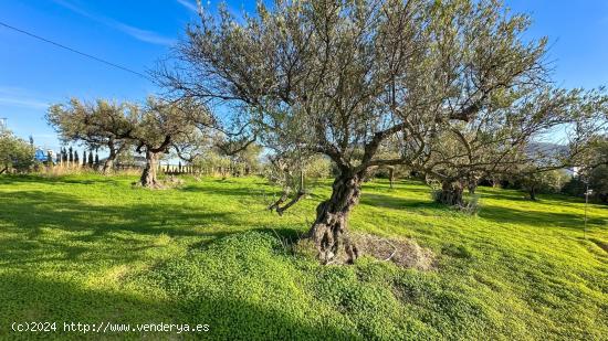 FINCA EN MAJADA VIEJA, ALHAURÍN EL GRANDE - MALAGA