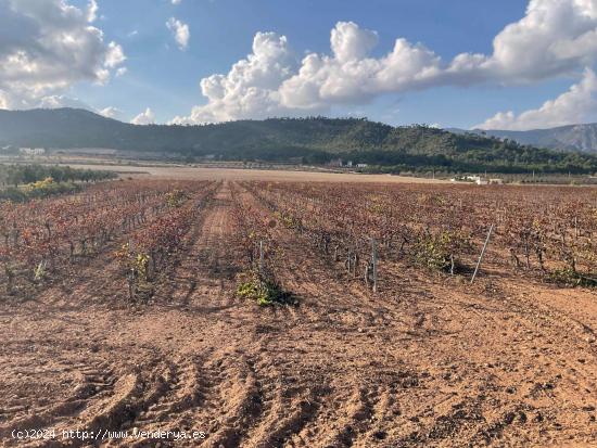 Terrenos urbanizables en venta en Salinas - ALICANTE