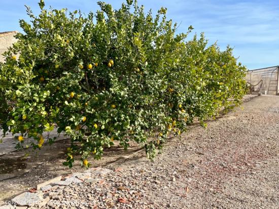 FINCA RURAL A UN PASO DE LA CIUDAD DE ELCHE - ALICANTE