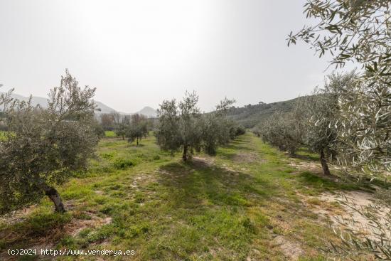 PARCELA DE 2.000 m2 CON NAVE DE 200 m2. - GRANADA