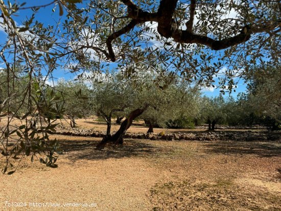 Finca en venta en El Perelló (Tarragona)