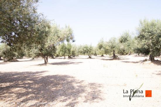 FINCA EL PELOS EN VENTA EN LA GALERA (TARRAGONA) - TARRAGONA