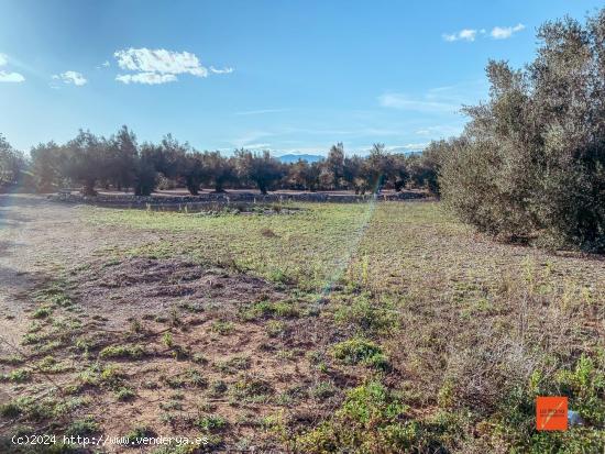 FINCA RUSTICA CON CASETA EN VENTA EN SANTA BARBARA (TARRAGONA) - TARRAGONA