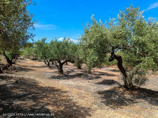 Finca en venta en El Perelló (Tarragona)