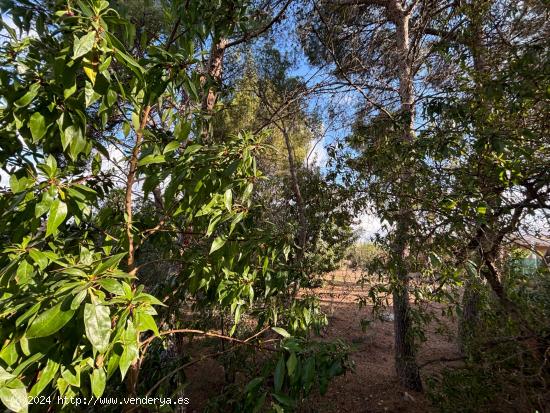 SE VENDE PARCELA EN SANTA APOLONIA, VEDAT DE TORRENT - VALENCIA