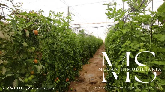 FINCA CON CASA E INVERNADERO EN PRODUCCIÓN - Pechina