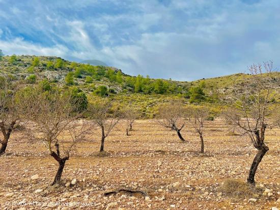  Terreno de Más de 50,000 m2 con Cultivo de Almendros en Las Virtudes, a Solo 7 Kilómetros de Ville 