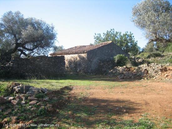  MASIA DE PIEDRA PARA REFORMAR EN UNA FINCA DE DOS HECTAREAS DE TERRENO - CASTELLON 