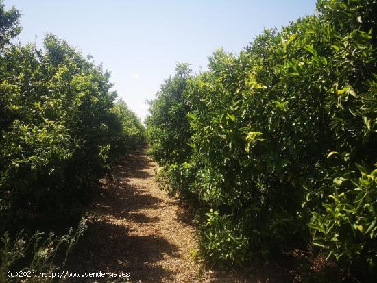  FINCA DE NARANJOS CON POZO PROPIO - CASTELLON 