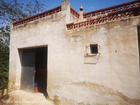 FINCA DE NARANJOS CON POZO PROPIO - CASTELLON