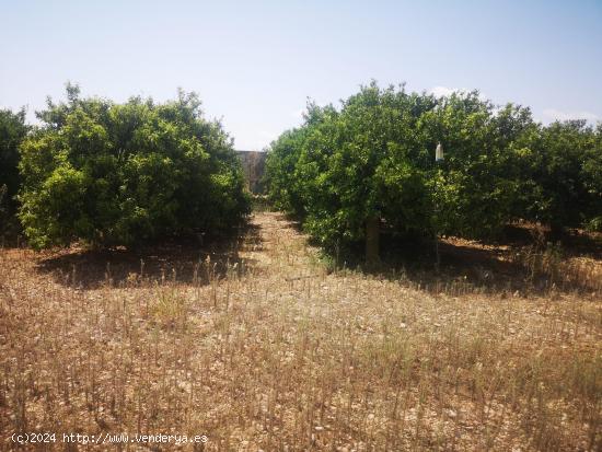 FINCA DE NARANJOS CON POZO PROPIO - CASTELLON