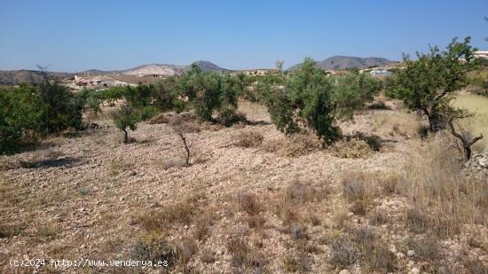  TERRENO EN HONDON DE LAS NIEVES - ALICANTE 