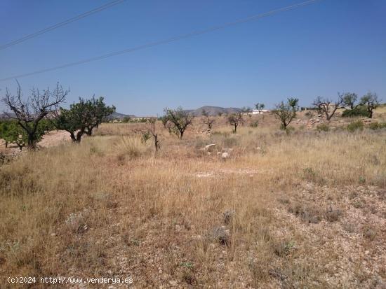 TERRENO EN HONDON DE LAS NIEVES - ALICANTE