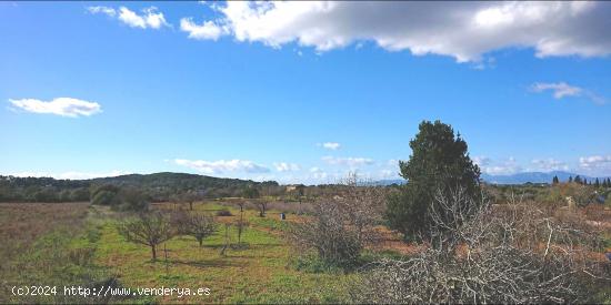 Terreno de 20.000 m² con proyecto de vivienda de 300 m² en Algaida - BALEARES