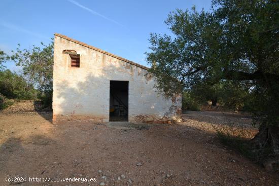  Finca rústica con casa de campo a L’Ampolla - TARRAGONA 