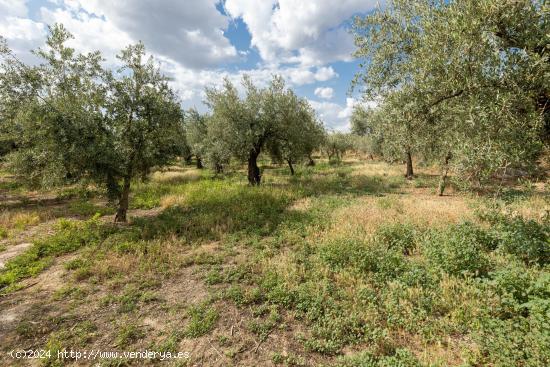 Venta de finca rústica de 77 olivos en Otura (Granada) - GRANADA