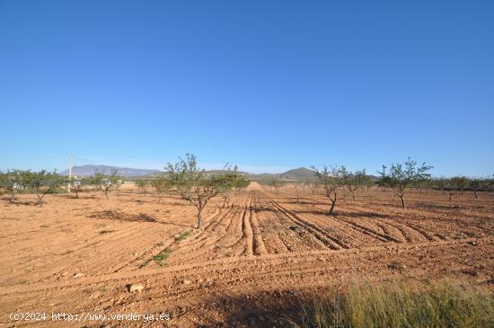 Se Vende en Jumilla - MURCIA