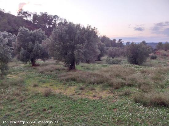 OPORTUNIDAD FINCA RUSTICA DE ,2 HAS. EN VINEBRE - TARRAGONA