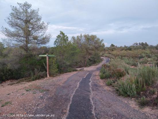 OPORTUNIDAD FINCA RUSTICA DE ,2 HAS. EN VINEBRE - TARRAGONA