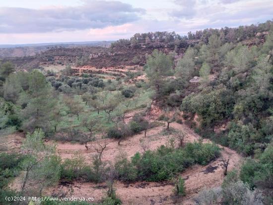 OPORTUNIDAD FINCA RUSTICA DE ,2 HAS. EN VINEBRE - TARRAGONA