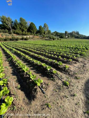  SE VENDE FINCA POR LA ZONA DEL DRAGO - CADIZ 