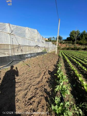 SE VENDE FINCA POR LA ZONA DEL DRAGO - CADIZ