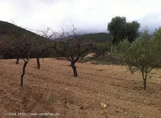 TERRENO RÚSTICO EN RELLEU - ALICANTE