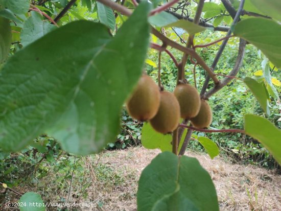 Finca rústica con agua y luz