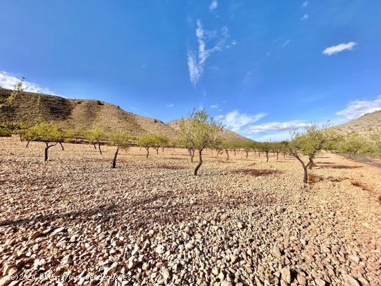 Terreno en Barbarroja - ALICANTE