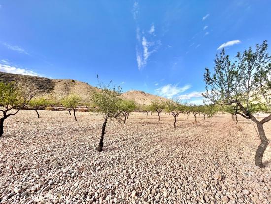 Terreno en Barbarroja - ALICANTE