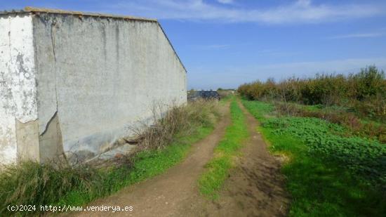 FINCA DE REGADIO  DE 6135MTRS CON  NAVE ,TRASTERO Y POZO EN PUEBLA DE LA CALZADA - BADAJOZ