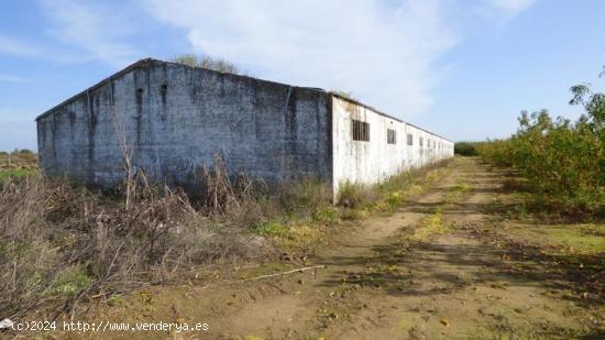 FINCA DE REGADIO  DE 6135MTRS CON  NAVE ,TRASTERO Y POZO EN PUEBLA DE LA CALZADA - BADAJOZ