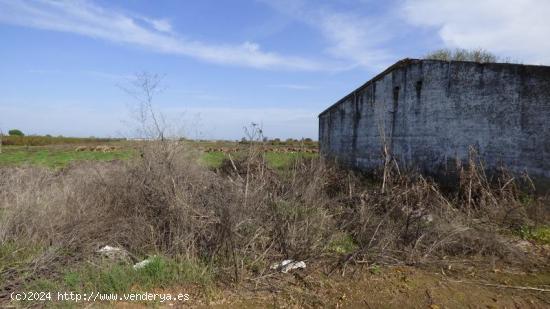 FINCA DE REGADIO  DE 6135MTRS CON  NAVE ,TRASTERO Y POZO EN PUEBLA DE LA CALZADA - BADAJOZ