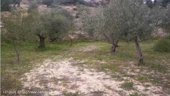 TERRENOS RÚSTICOS EN TORREMANZANAS - ALICANTE