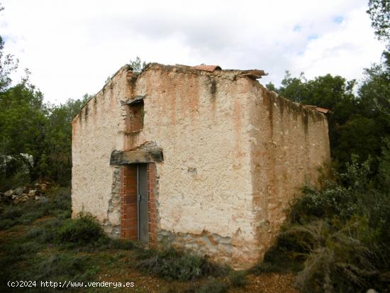 FINCA CON PINOS Y CASA PARA REFORMAR - CASTELLON