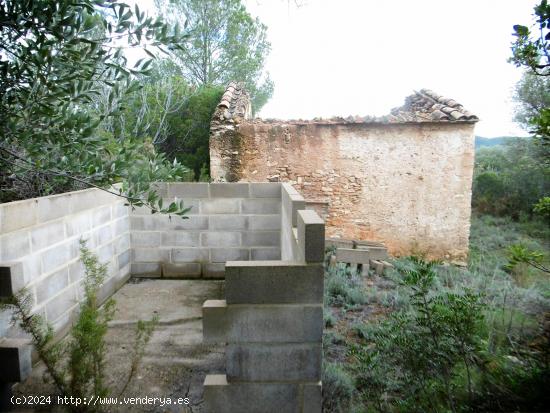 FINCA CON PINOS Y CASA PARA REFORMAR - CASTELLON