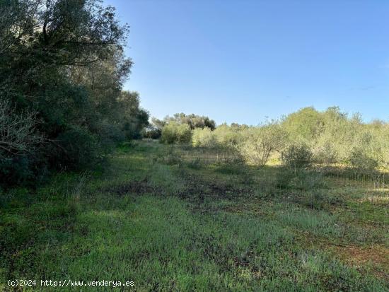  GRAN OPORTUNIDAD EN ALGAIDA! TERRENO RUSTICO DE 10.658m2 - BALEARES 