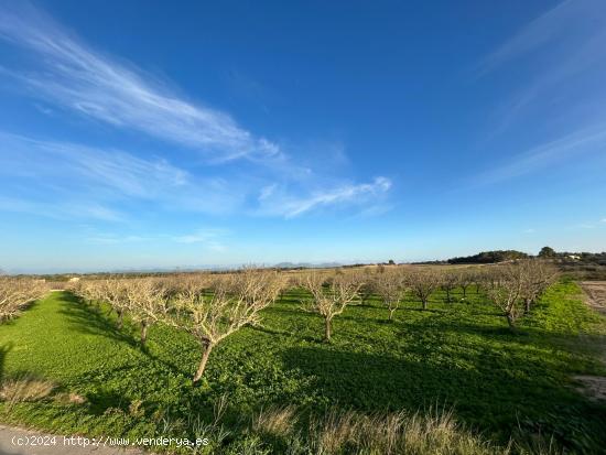 Finca rústica en venta en Porreres - BALEARES